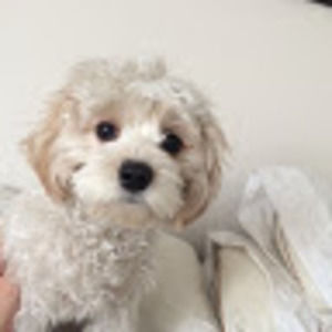 Meet your Posher, Braden